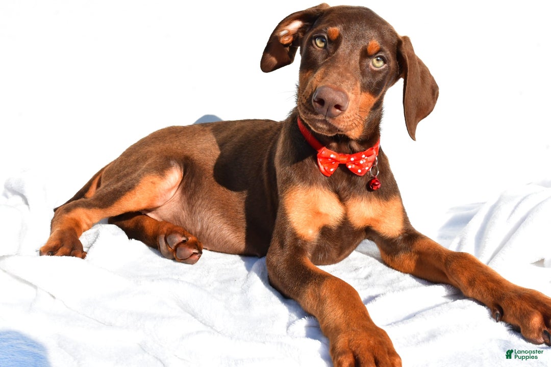 Doberman Og Locks Reset OnGuard Doberman Combo (185cm X 10mm/6