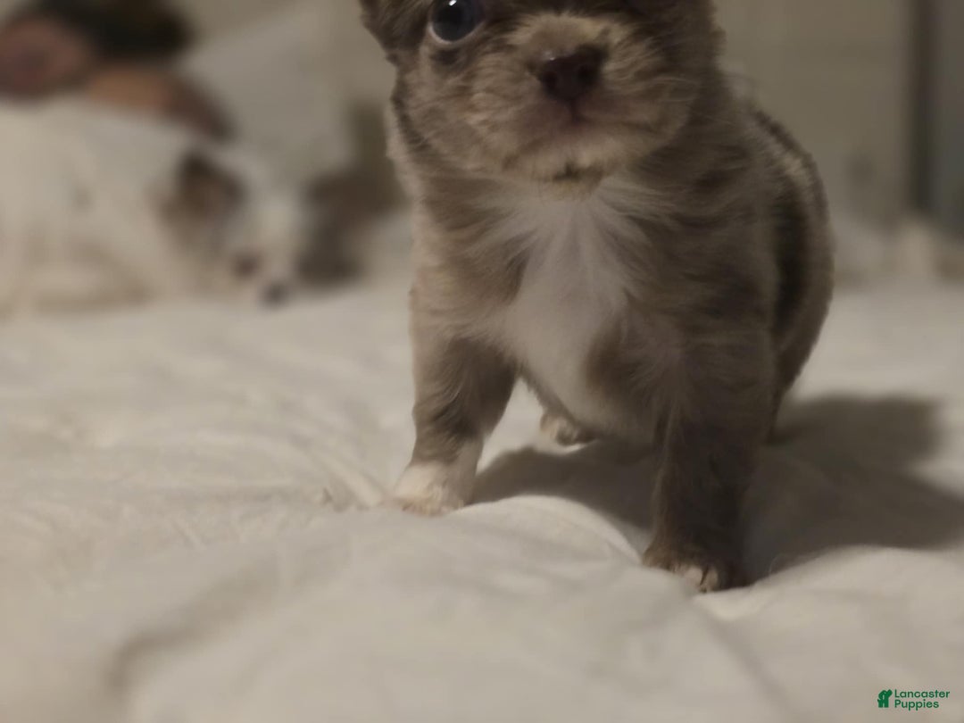 Chihuahua dogs for sale: jake - Ad 5