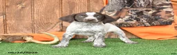 German Shorthaired Pointer dogs for sale: Sophie - Ad 3