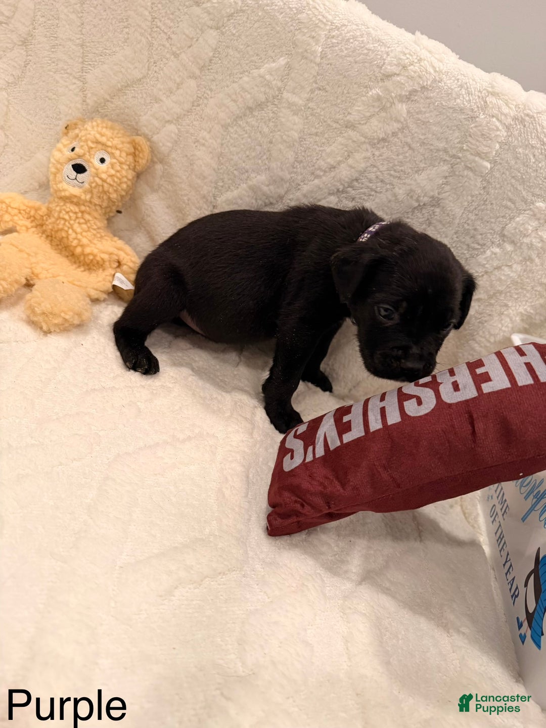 Cane Corso dogs for sale: Kaos (Purple) - Ad 6