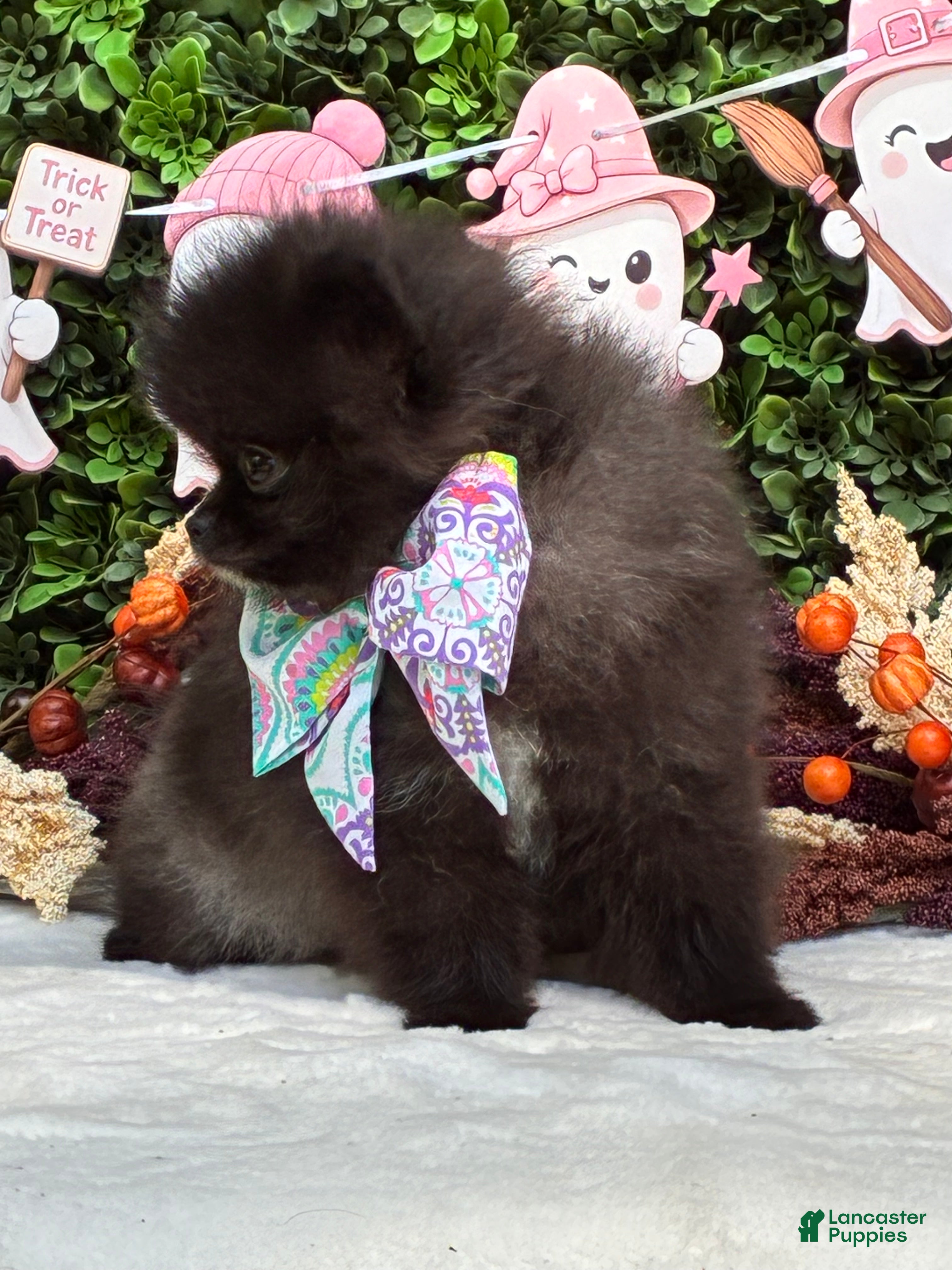 Pomeranian dogs Chip BLACK and SILVER - Ad 2