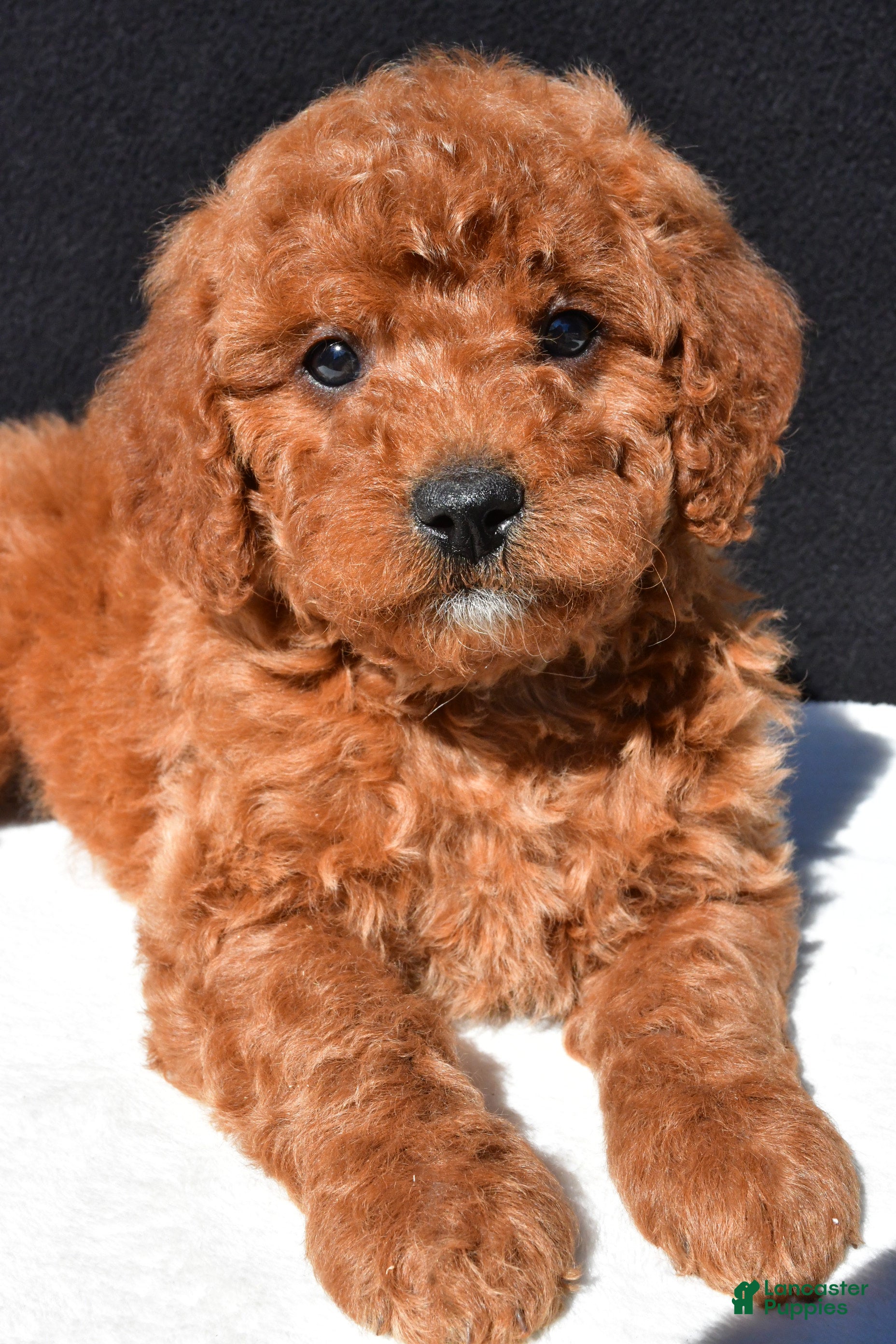 Mini Goldendoodle dogs Alex - Ad 1