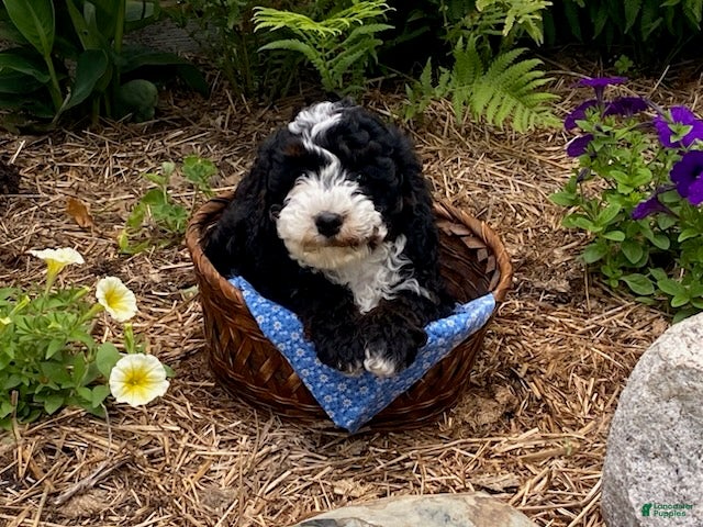 Cavapoo dogs Howard - Ad 2