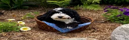 Cavapoo dogs for sale: Howard - Ad 7