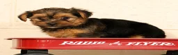 Yorkshire Terrier dogs for sale: Pumpkin - Ad 4