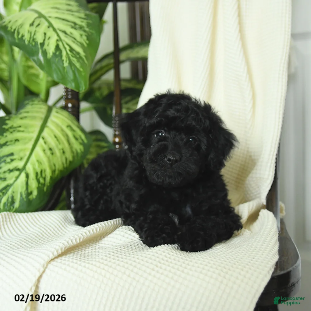 Miniature Poodle dogs for sale: Skipper - Ad 4