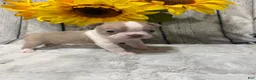 Boston Terrier dogs for sale: Boston Terrier 2 - Ad 3