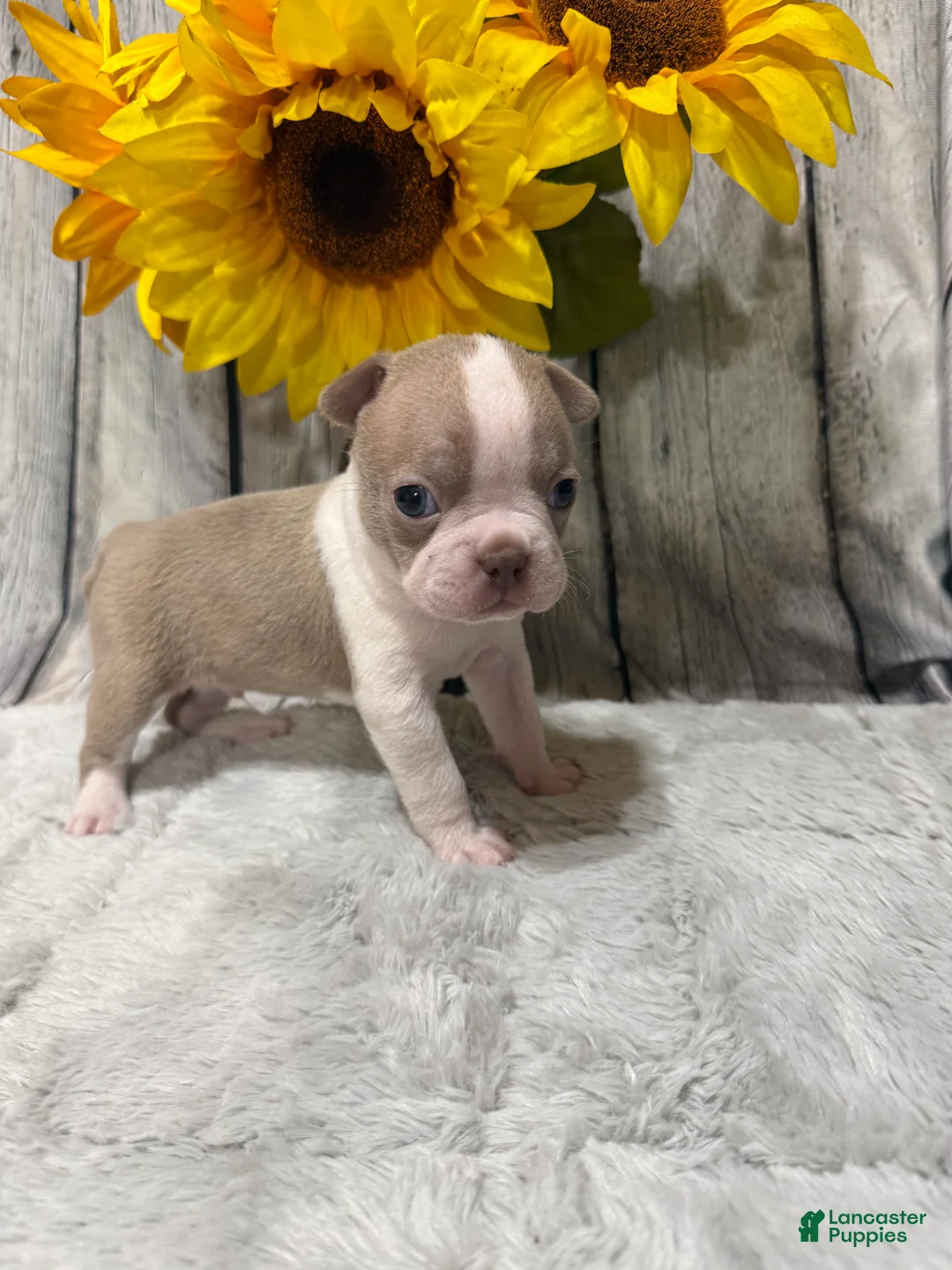 Boston Terrier dogs for sale: Boston Terrier 2 - Ad 3