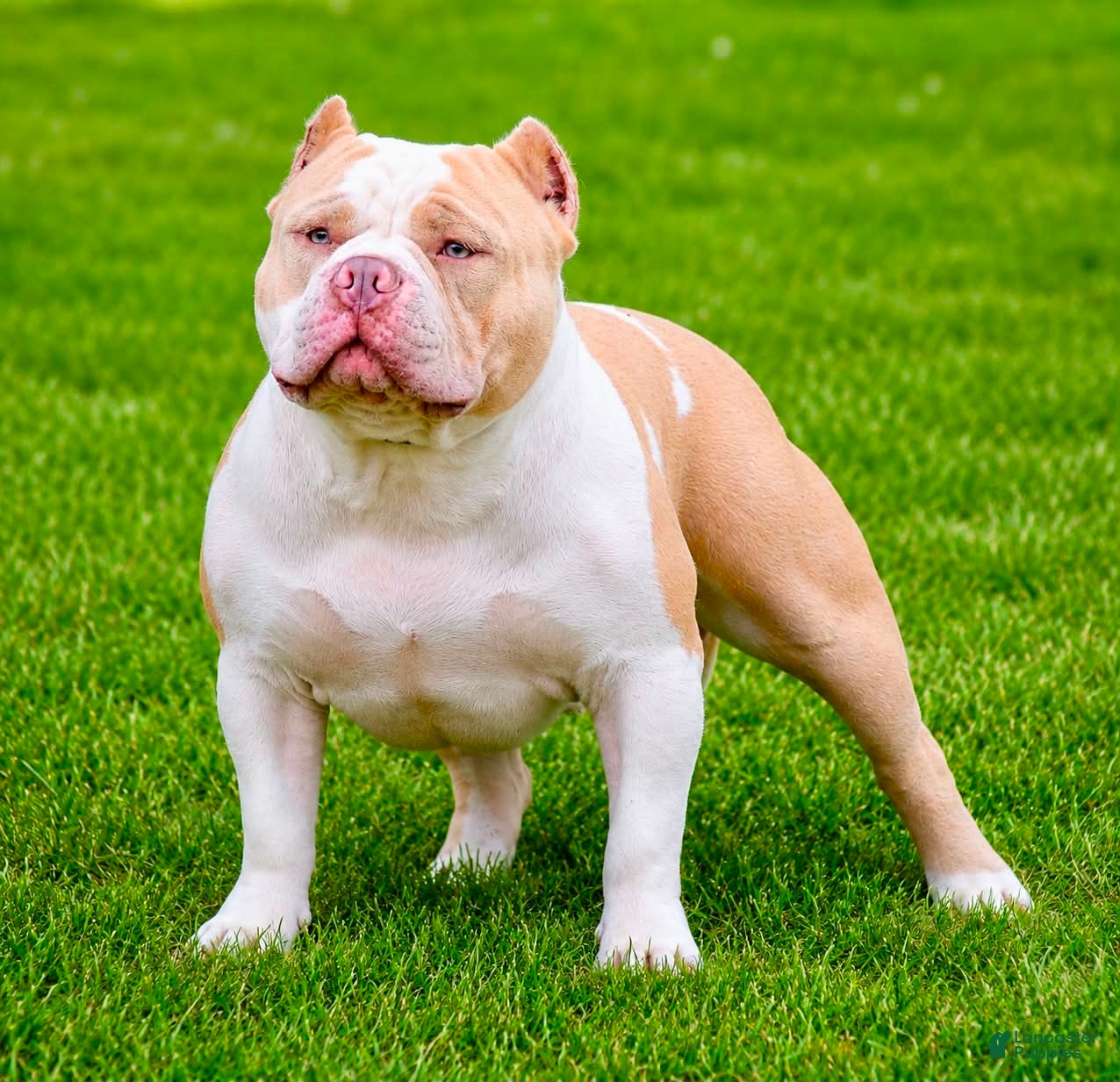 American Bully dogs American Bully 1 - Ad 11