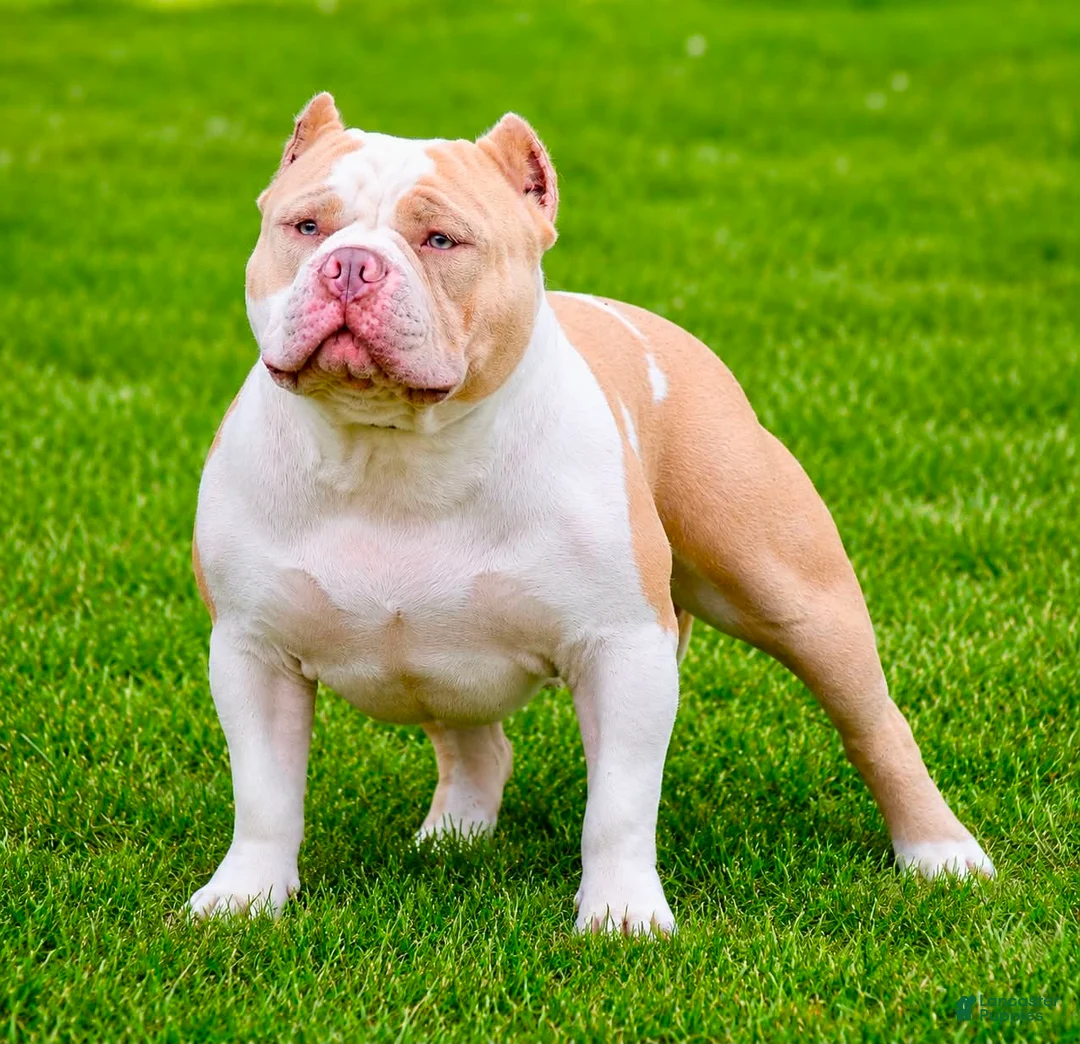 American Bully dogs for sale: American Bully 1 - Ad 1