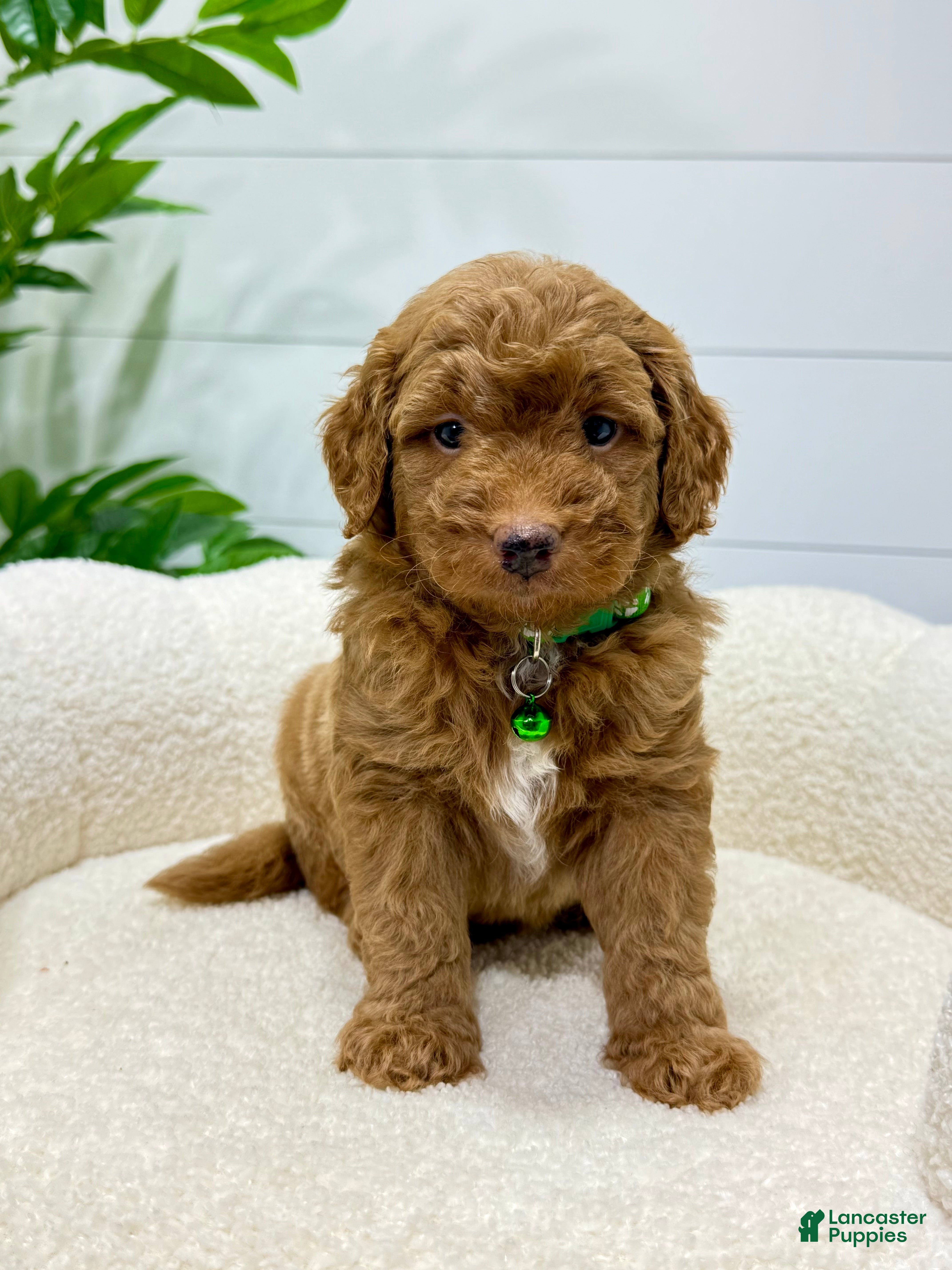 Mini Goldendoodle dogs Rio  🐶❤️‍🩹 - Ad 1