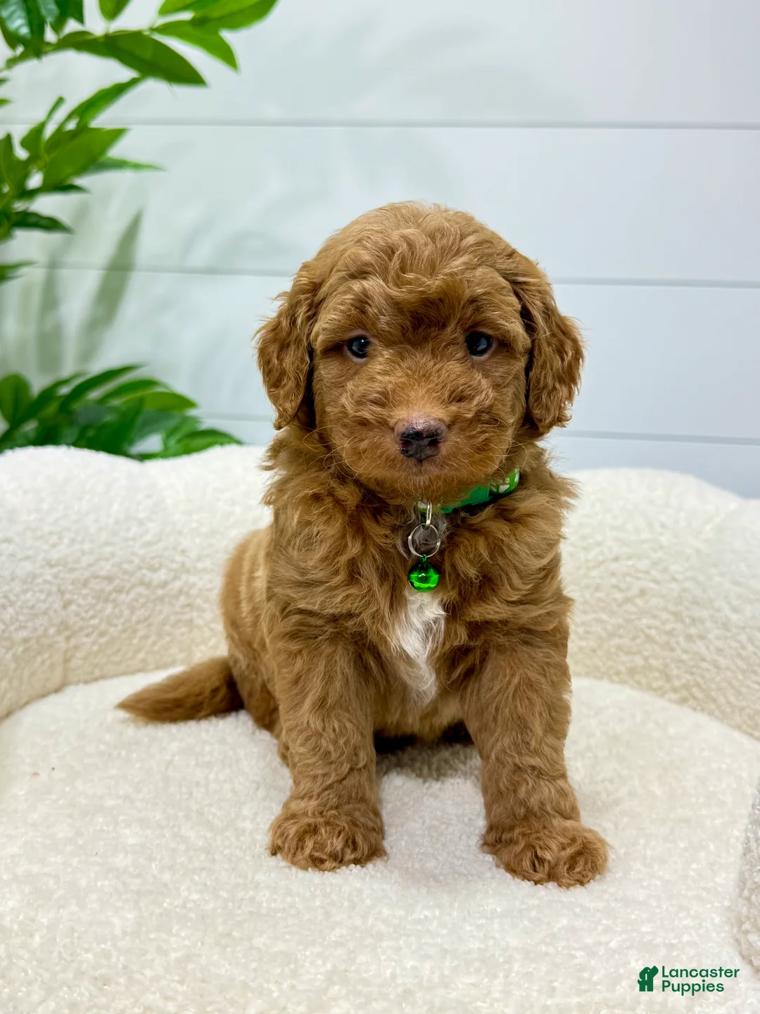 Mini Goldendoodle dogs for sale: Rio  🐶❤️‍🩹 - Ad 1