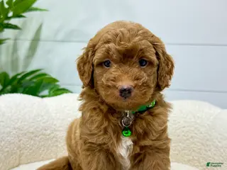 Mini Goldendoodle dogs Rio 🐶❤️🩹 - Ad 1