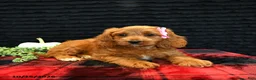 Cavapoo dogs for sale: Orie - Ad 3