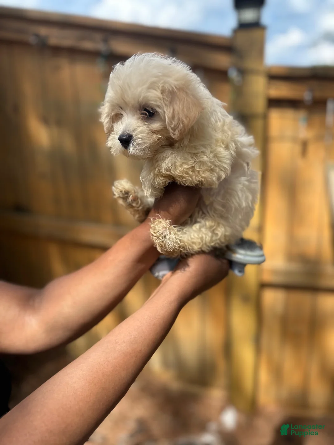 Maltipoo dogs for sale: daisy Maltipoo 2 - Ad 2