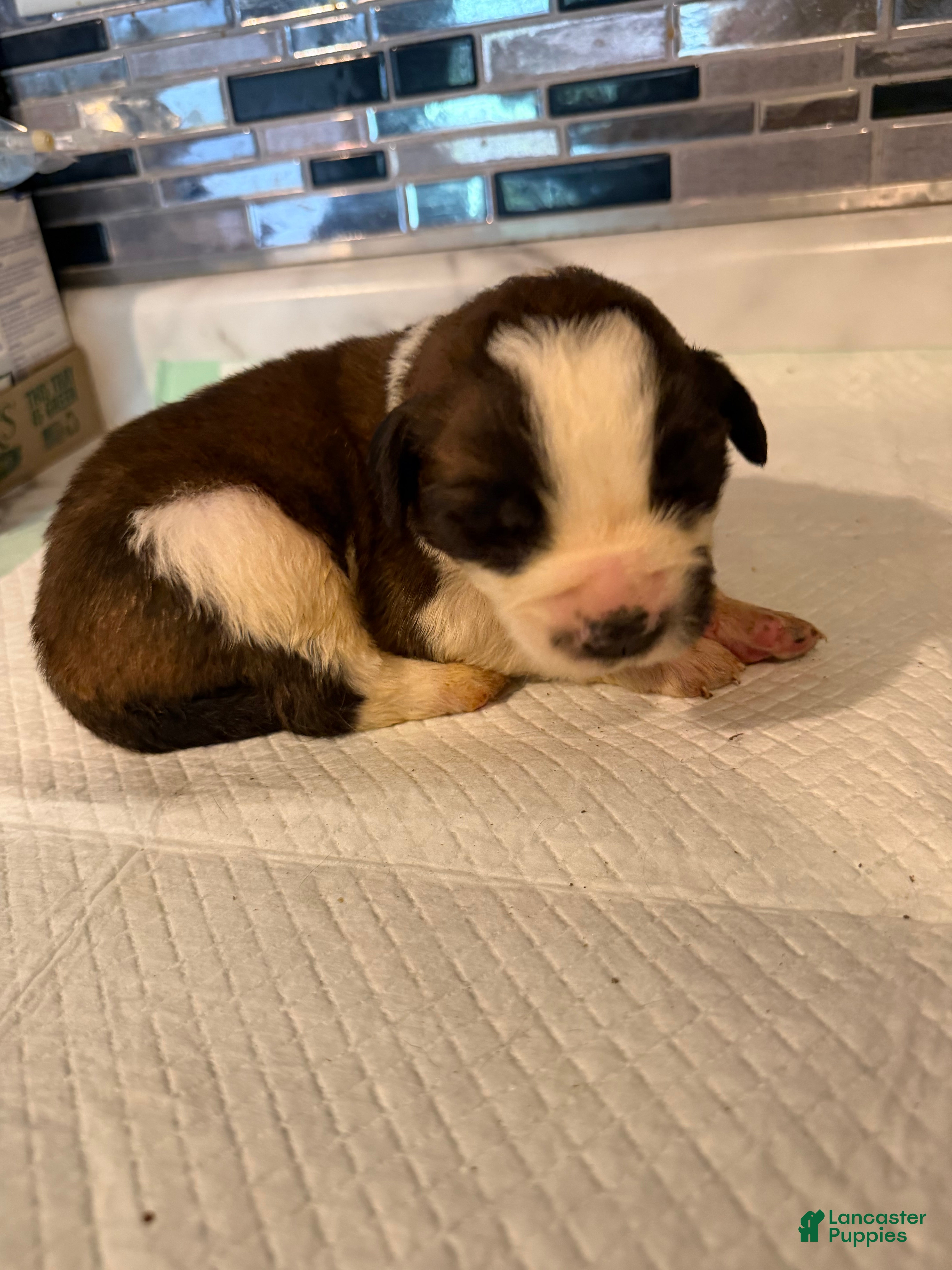 Saint Bernard dogs Girl 5 - Ad 16