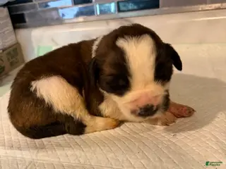 Saint Bernard dogs Girl 5 - Ad 33