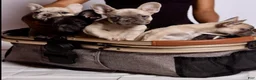 French Bulldog dogs for sale: French Bulldog Puppy 3 - Ad 11