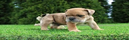 English Bulldog dogs for sale: Dash - Ad 9