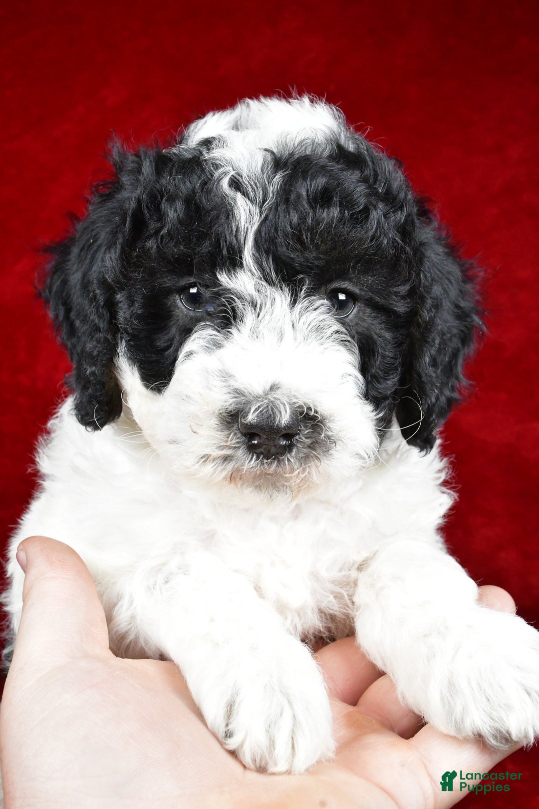 Mixed Breed dogs for sale: Sophie  - Ad 10