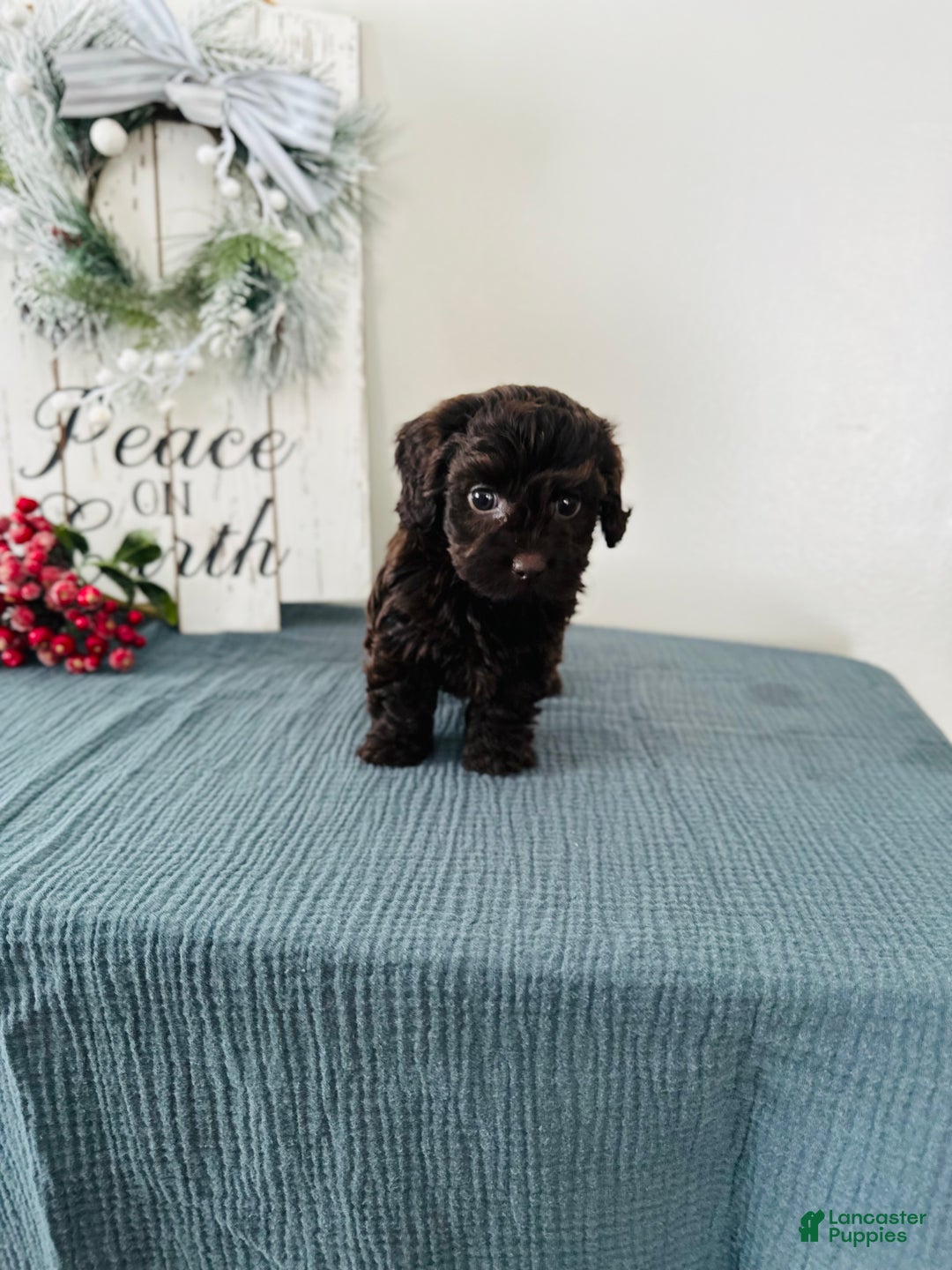 Mixed Breed dogs for sale: Crystal  - Ad 2