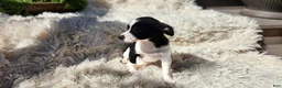 Chihuahua dogs for sale: Carmen - Ad 2