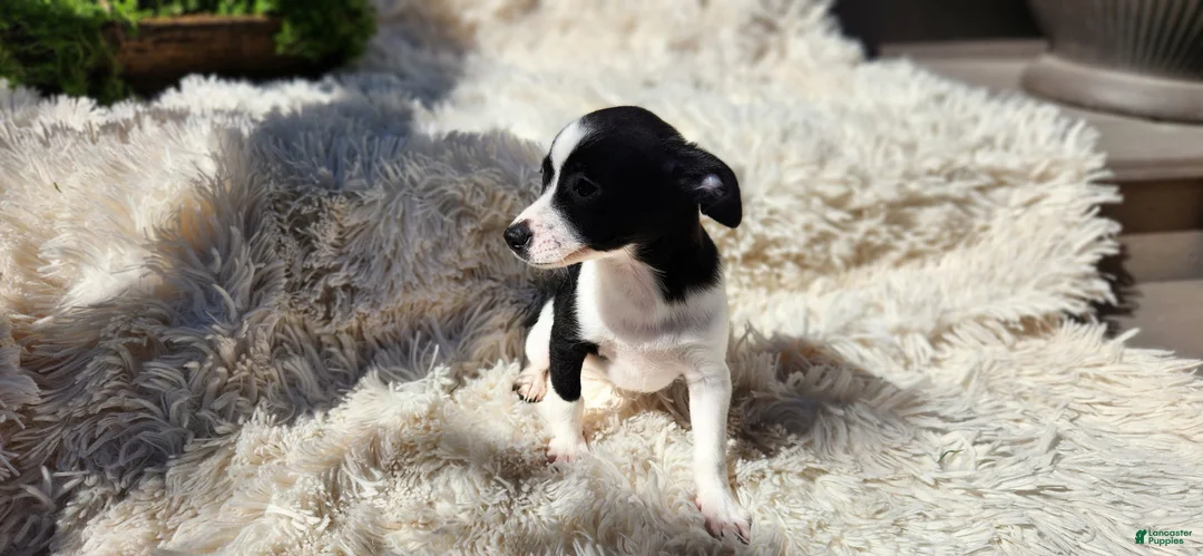Chihuahua dogs for sale: Carmen - Ad 2