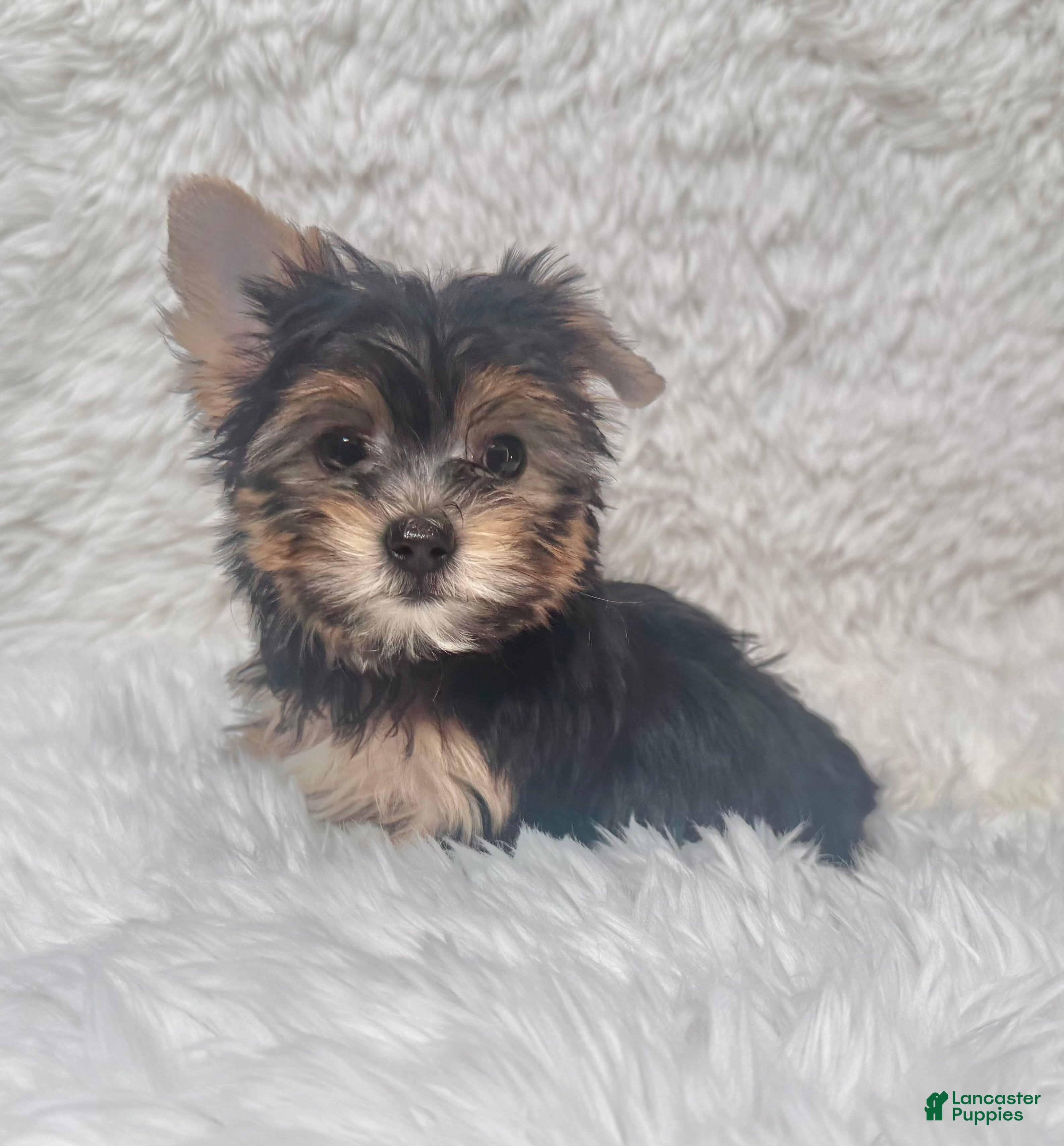 Yorkshire Terrier dogs Beverly - Ad 1