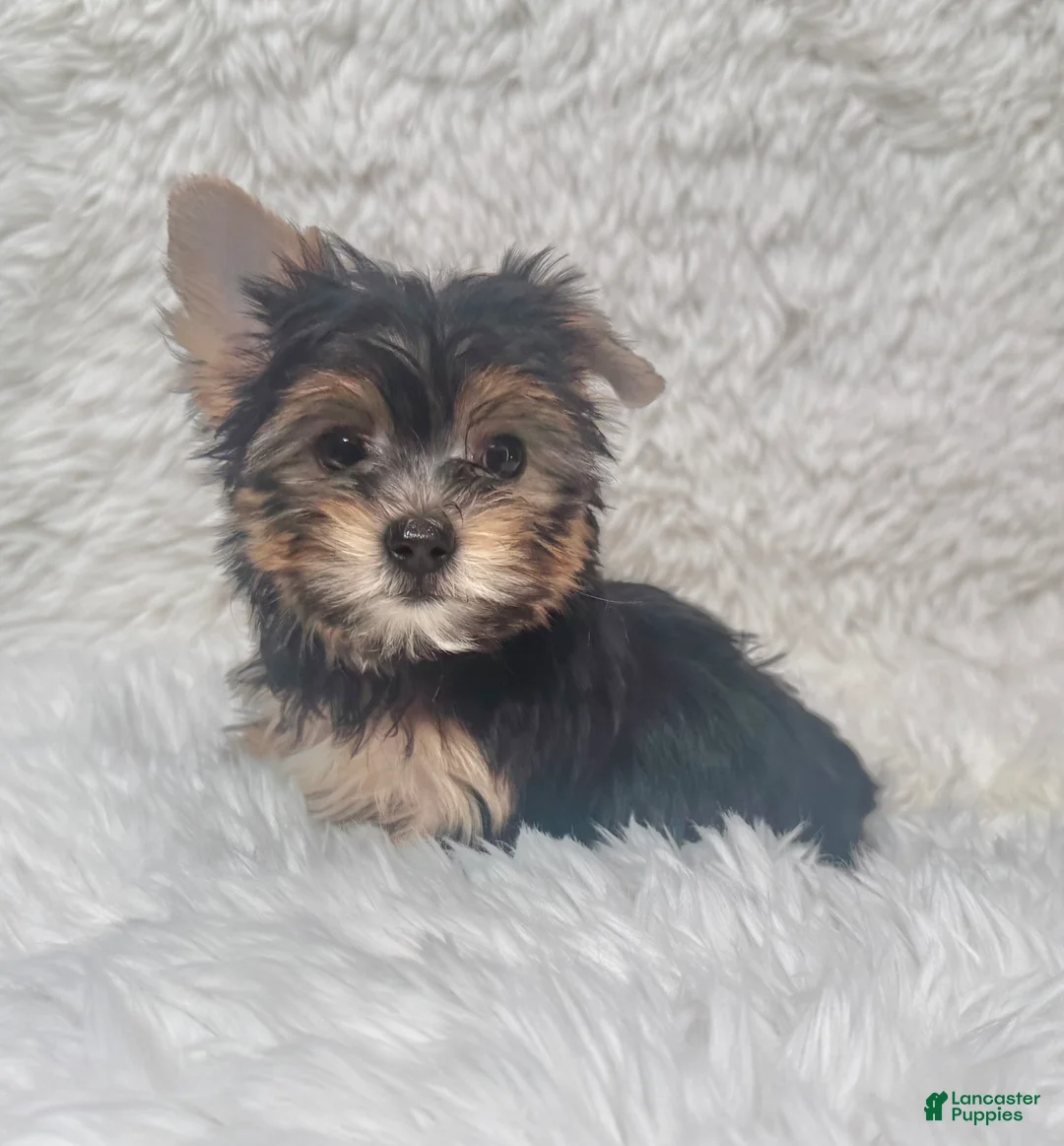 Yorkshire Terrier dogs for sale: Beverly - Ad 1