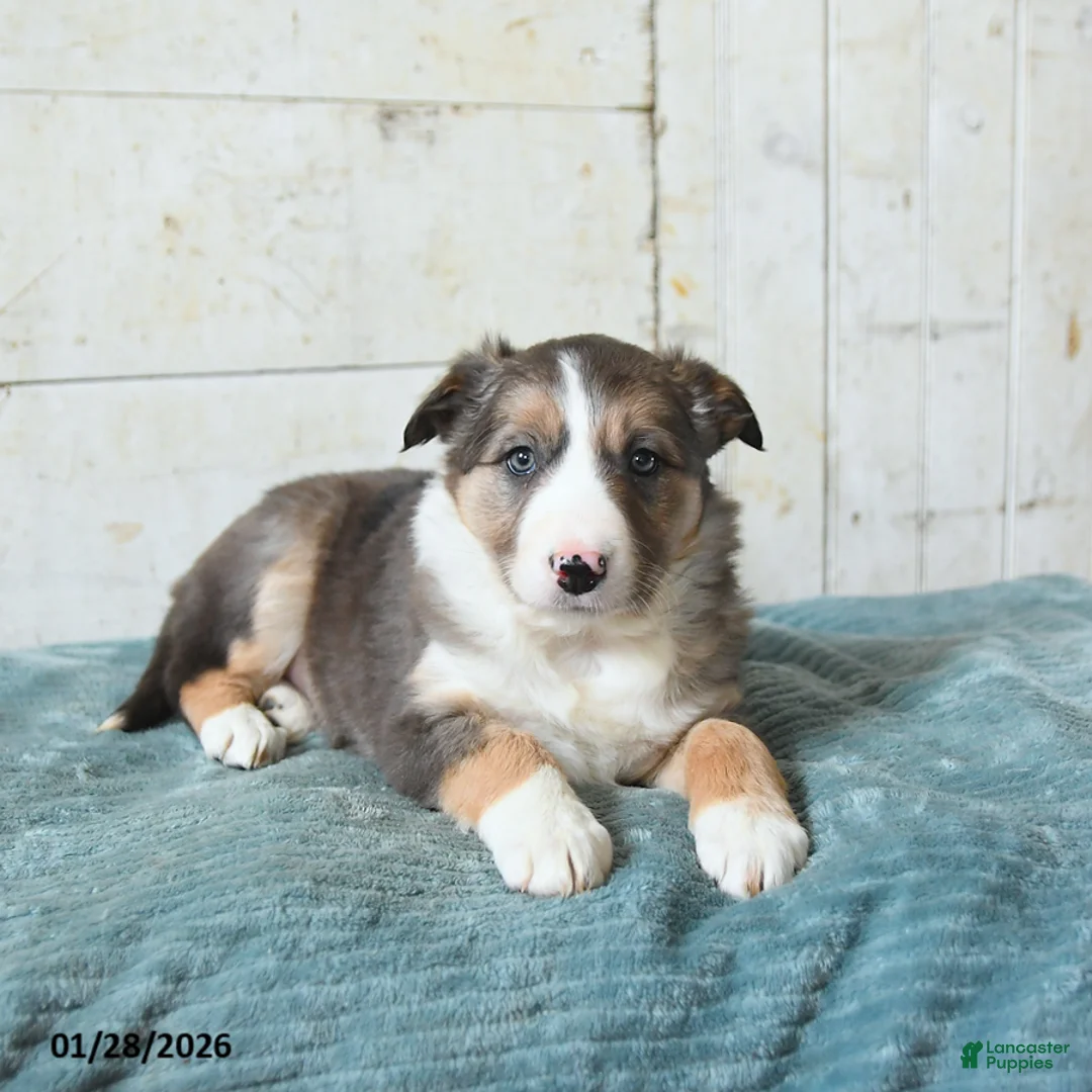 Border Collie dogs for sale: Fifi - Ad 2