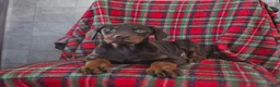 Doberman Pinscher dogs for sale: Fancy - Ad 5