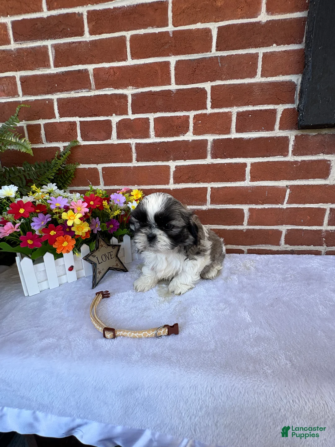 Shih Tzu dogs for sale: Parker - Ad 1
