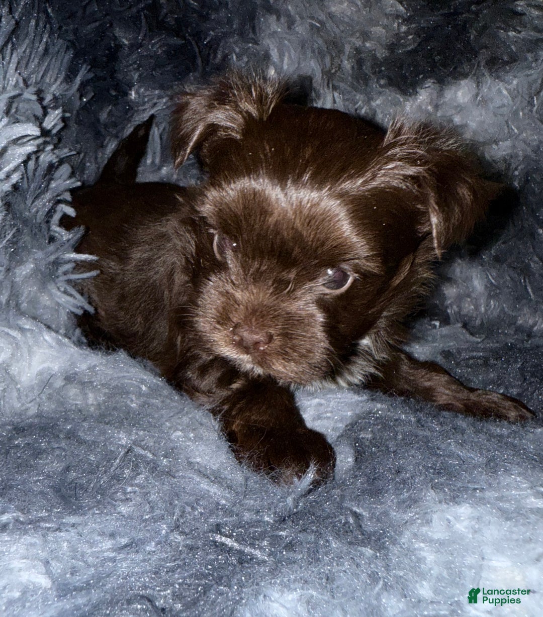 Yorkshire Terrier dogs for sale: Handsome - Ad 3