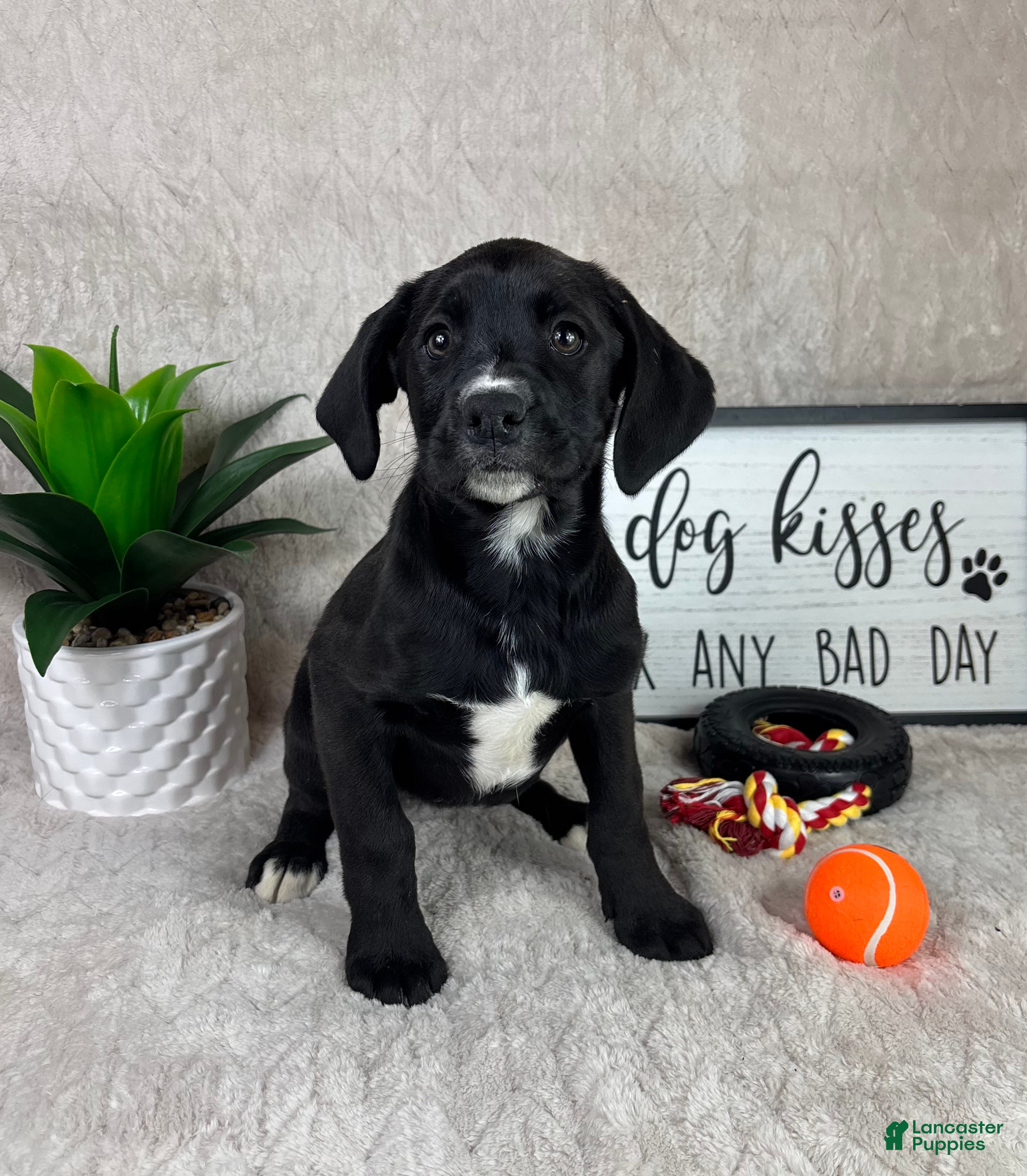 Mixed Breed dogs Sophie - Ad 12