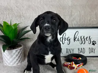 Mixed Breed dogs Sophie - Ad 12