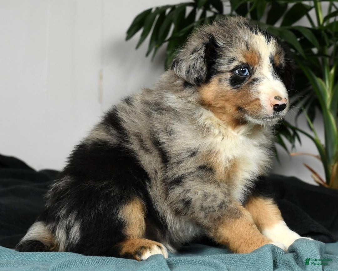 Australian Shepherd dogs for sale: Buster - Ad 3