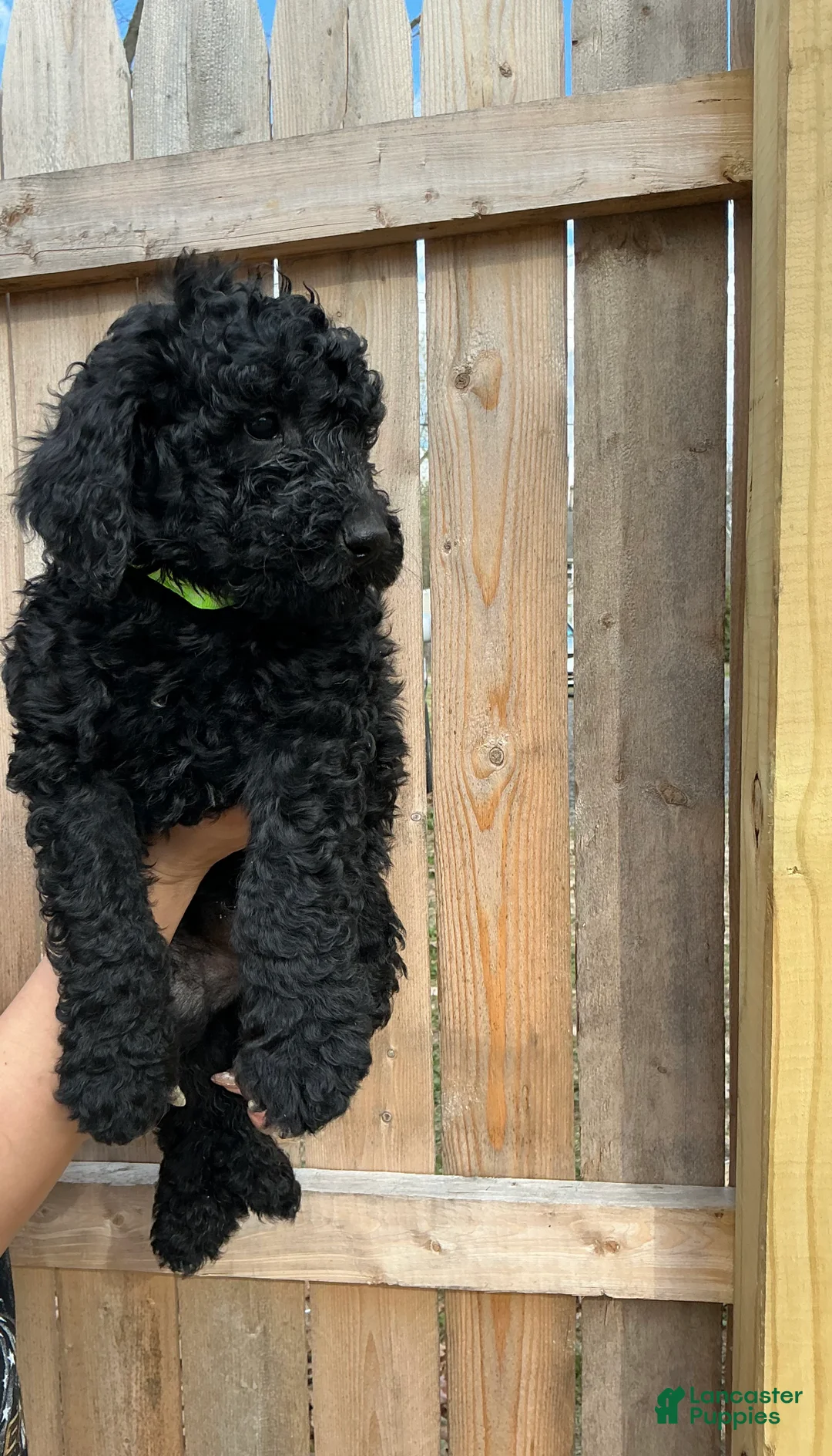 Goldendoodle dogs for sale: Rocky  - Ad 2