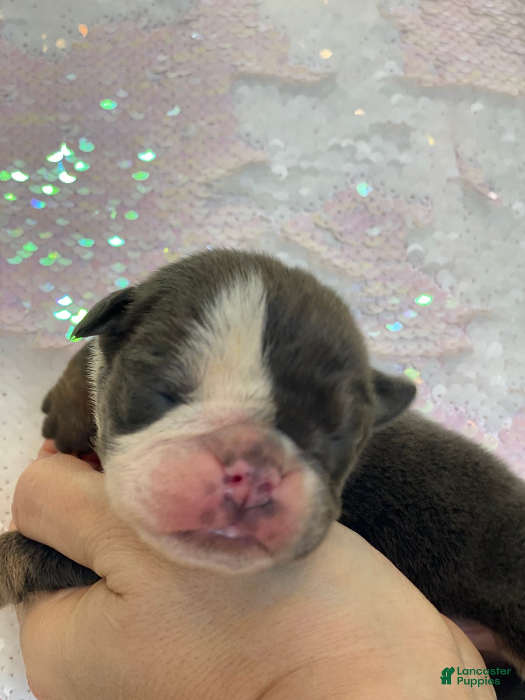 English Bulldog dogs for sale: Hugs - Ad 2