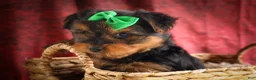Yorkshire Terrier dogs for sale: DUKE - Ad 4