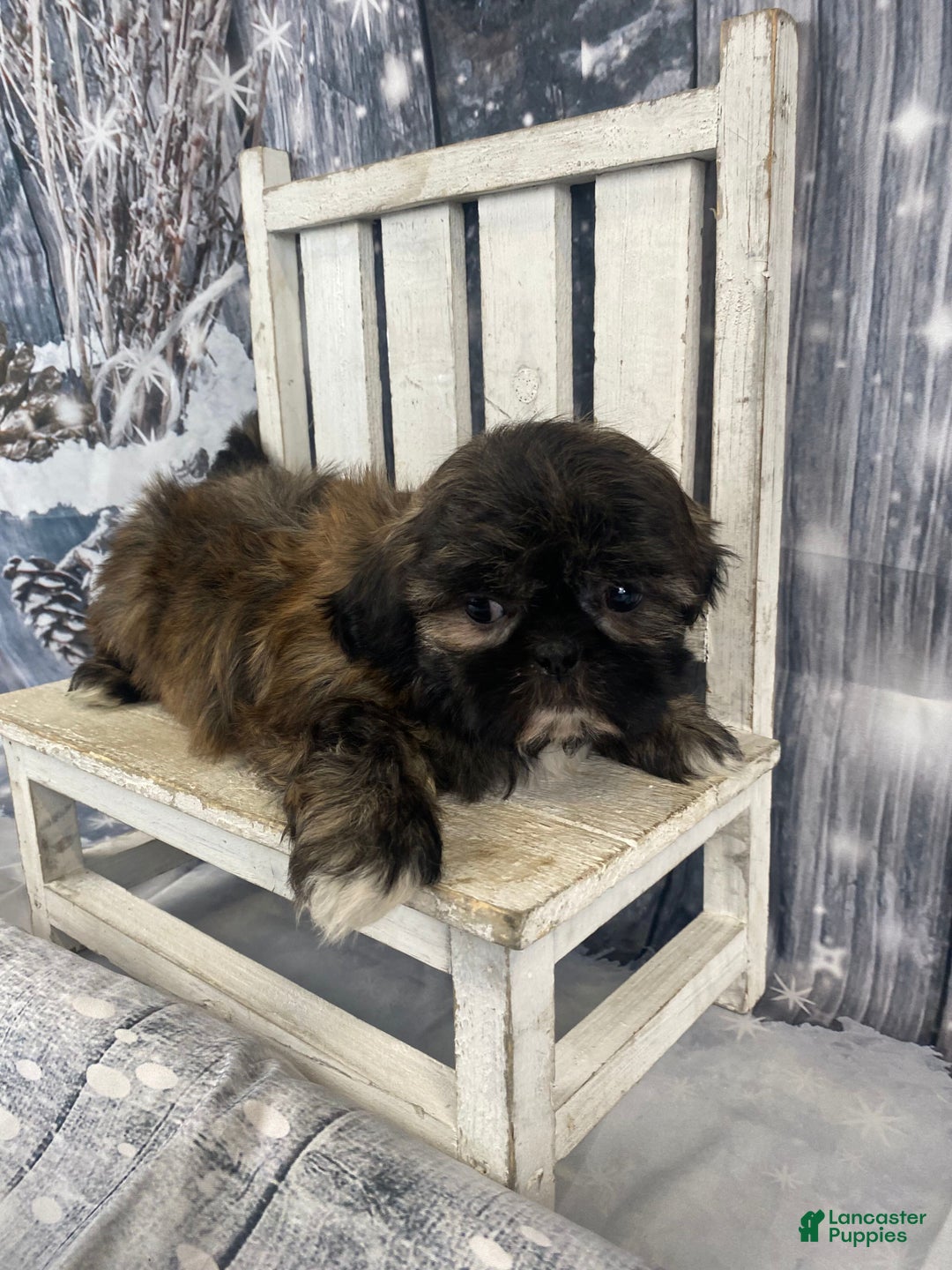 Shih Tzu dogs for sale: Snickers - Ad 5