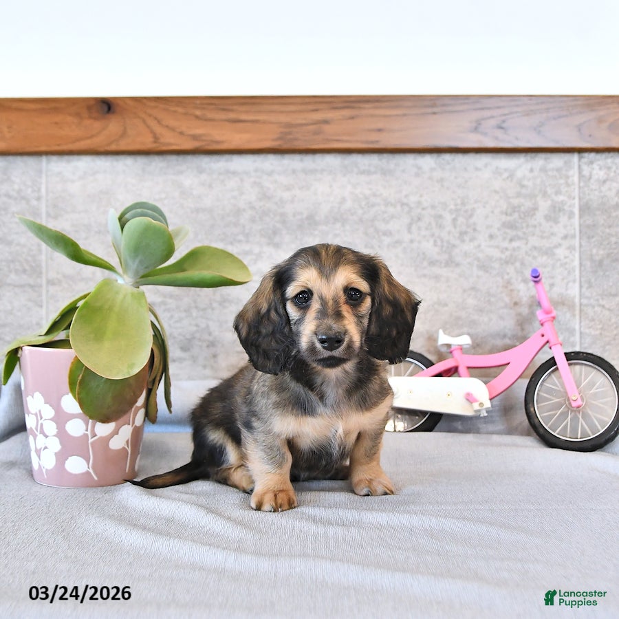 Miniature Dachshund dogs Brantley - Ad 1