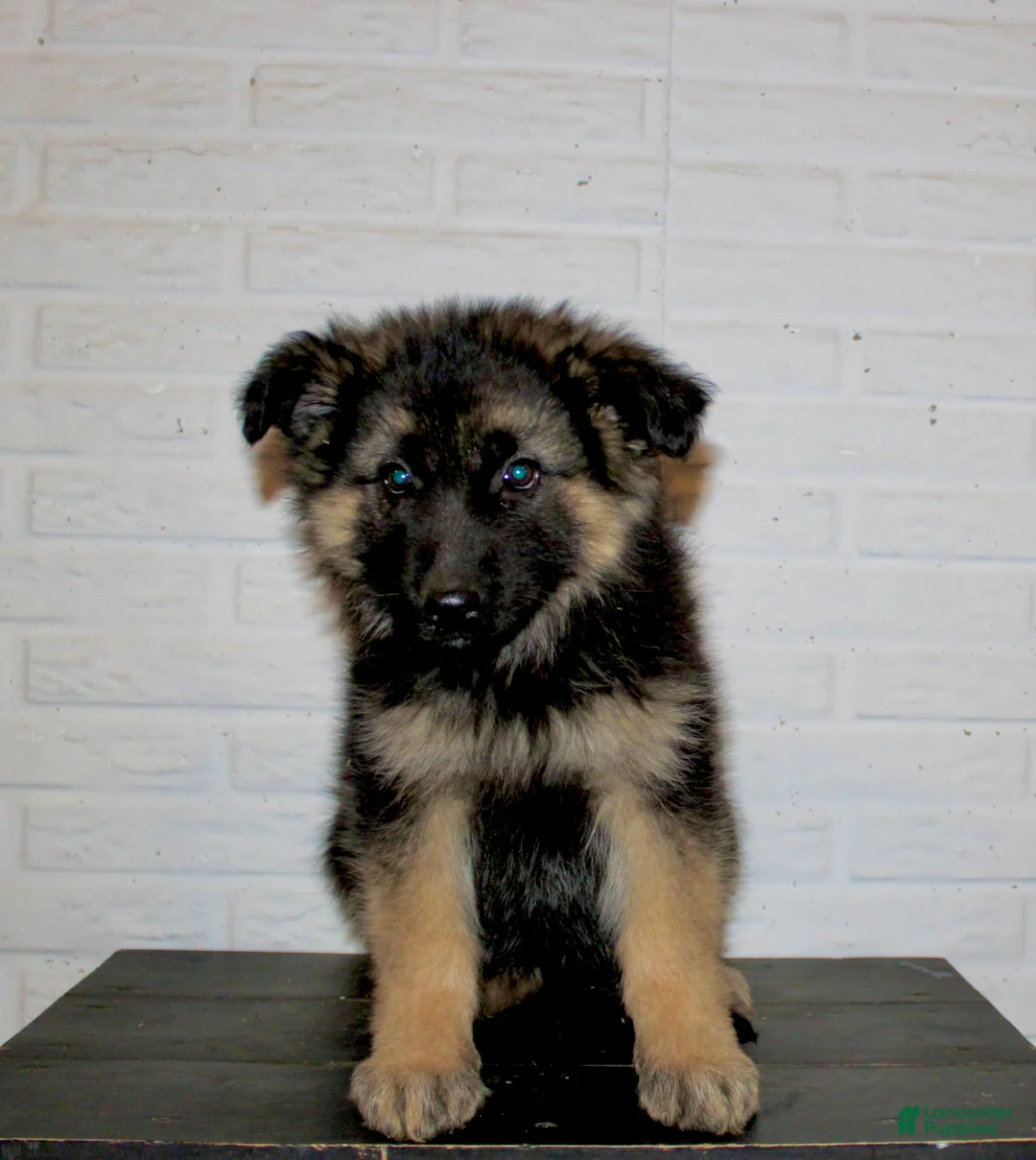German Shepherd dogs for sale: Greta - Ad 7