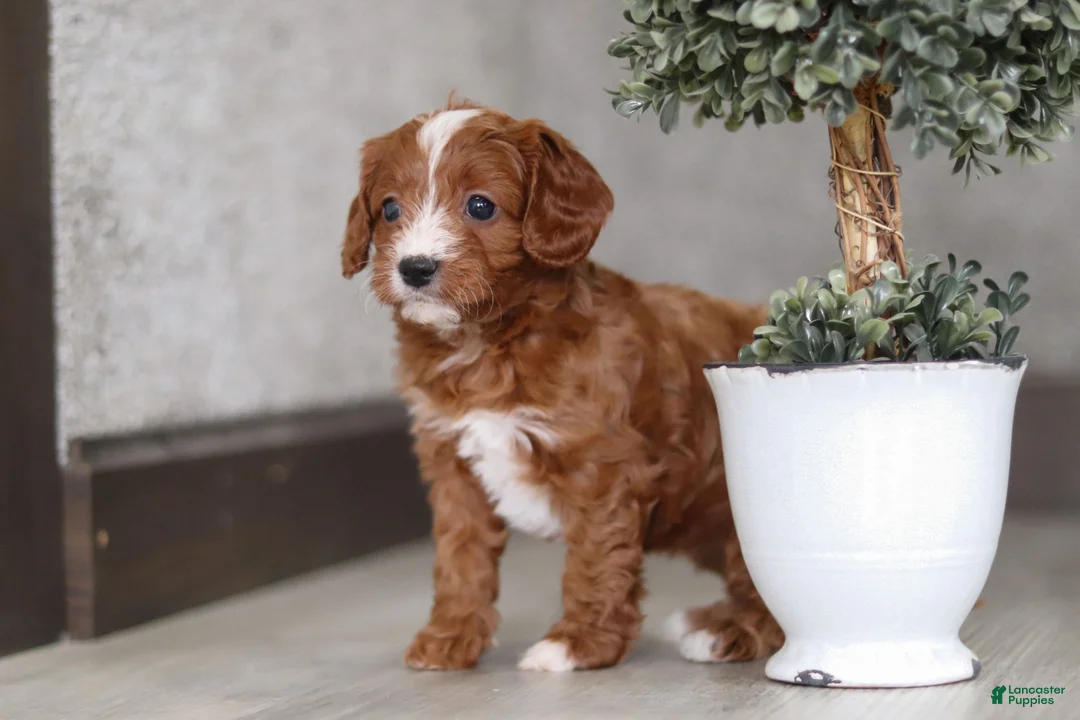 Cavapoo dogs for sale: Roxy  - Ad 5
