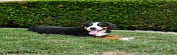 Bernese Mountain Dog dogs for sale: Duke - Ad 4