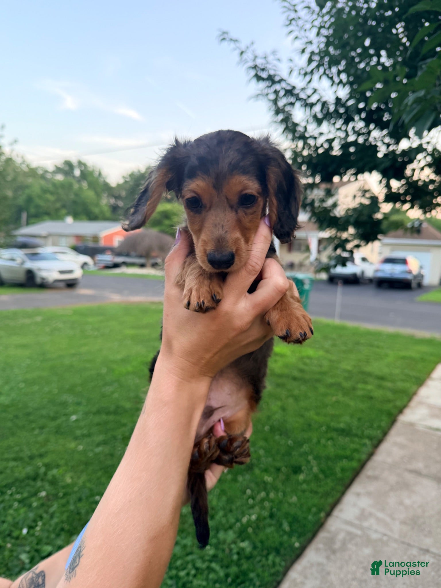 Miniature Dachshund dogs Miniature Dachshund 1 - Ad 2