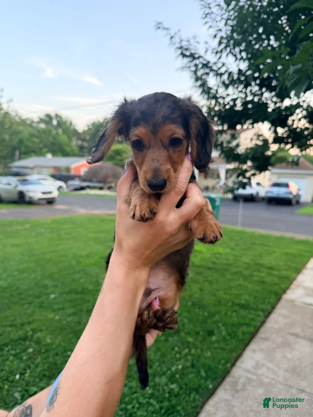 Miniature Dachshund dogs for sale: Miniature Dachshund 1 - Ad 2