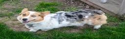 Welsh Corgi Pembroke dogs for sale: Oscar - Ad 4