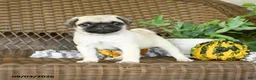 Pug dogs for sale: Nugget - Ad 5