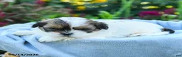 Shih Tzu dogs for sale: Matt  - Ad 4