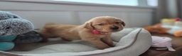 Golden Retriever dogs for sale: Sasha - AKC - Ad 3